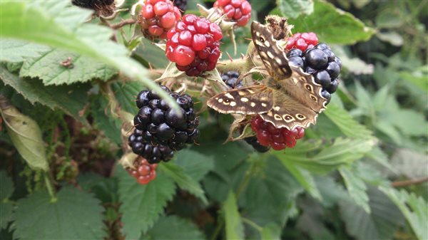 blackberries