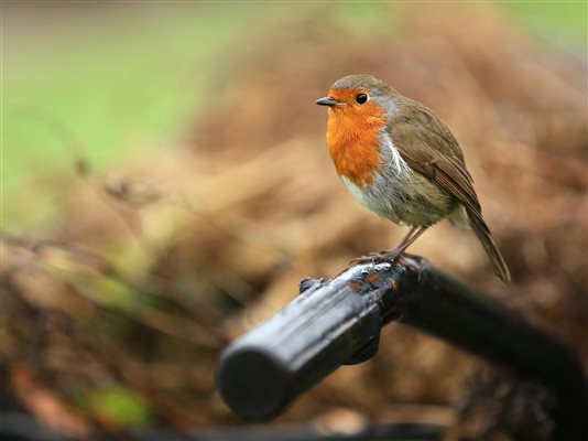 Our resident robin!