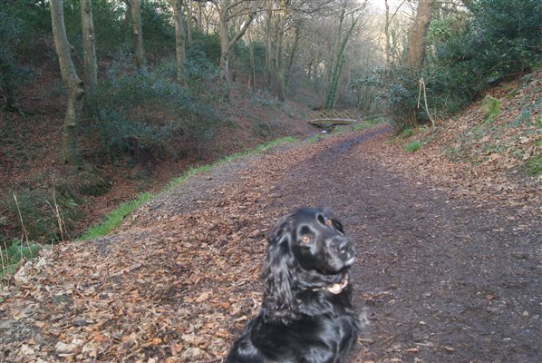 Walking down through the woods to the beach at Portreath