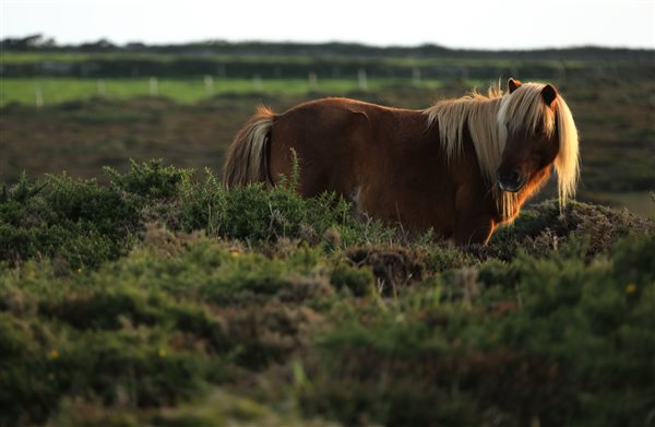 Ponies near the cliffs at Portreath.