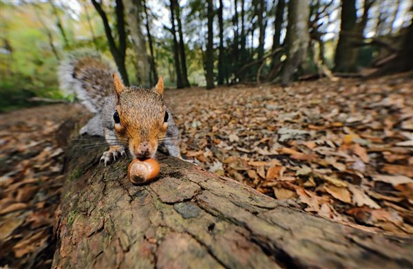 Squirrel in nearby Tehidy Woods