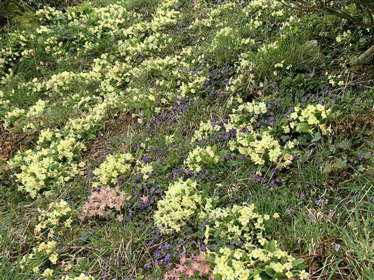 Primroses at Hollacombe