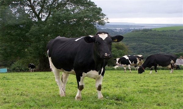 Moo with a view, visit the dairy, see cows milking EX327NR