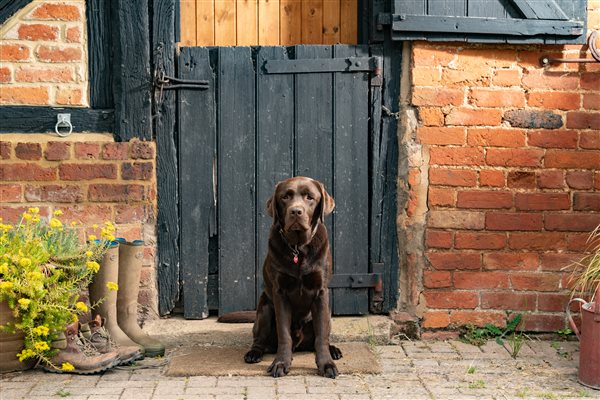 Bernie the dog sitting in front of barn door next to walking boots