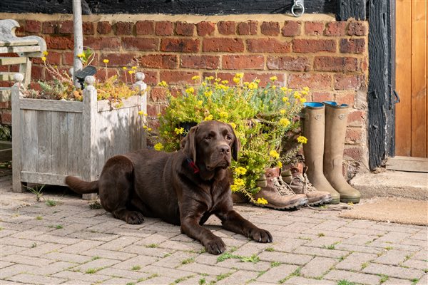 Bernie the dog lying by the barn door next to some walking boots