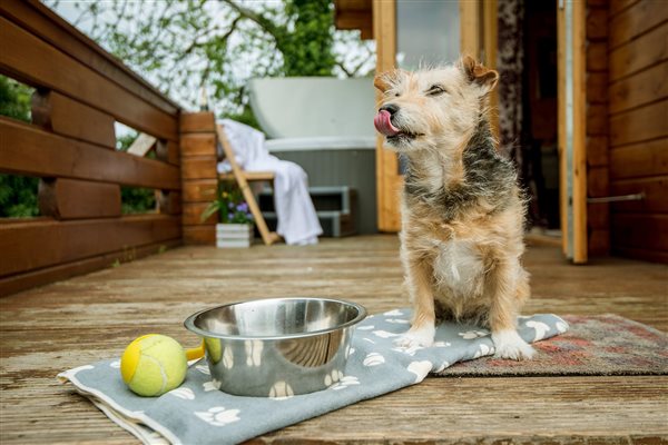 Twiglet the dog on veranda with ball, blanket and bowl in front of hot tub