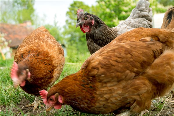 Free range hens