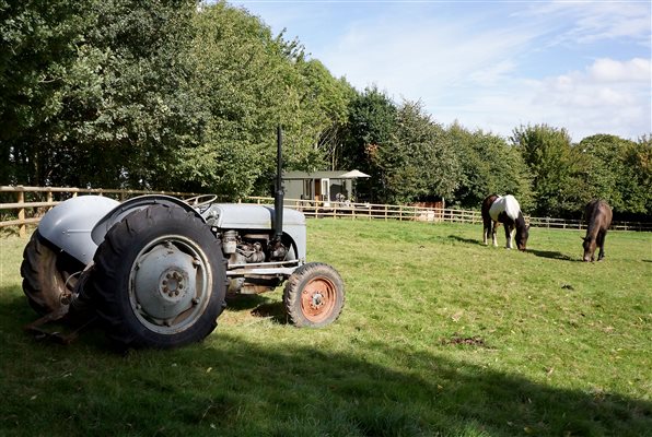 Watch the horses graze in the field