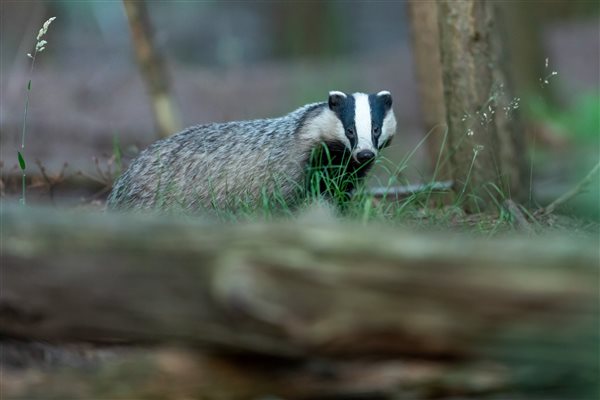 Watch the badgers from our wildlife hide
