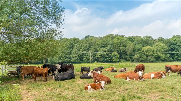 The grazing meadows