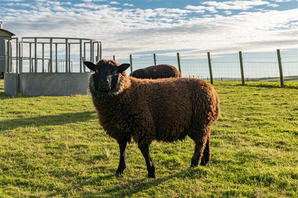 Animal feed activities