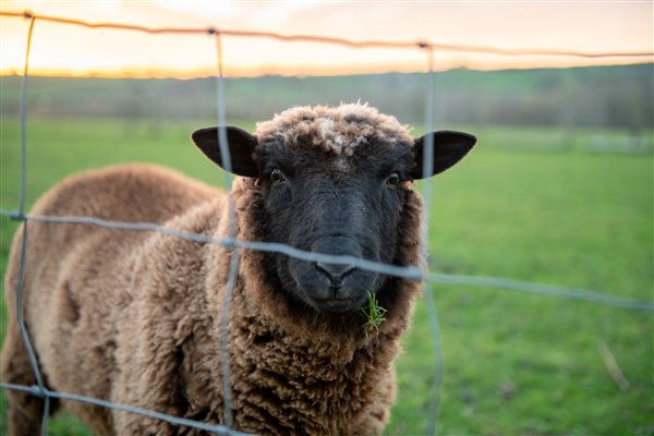 Friendly farm animals