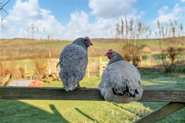 Chickens admiring the view freshly laid eggs