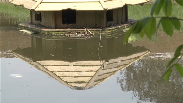 Reflective Duck House