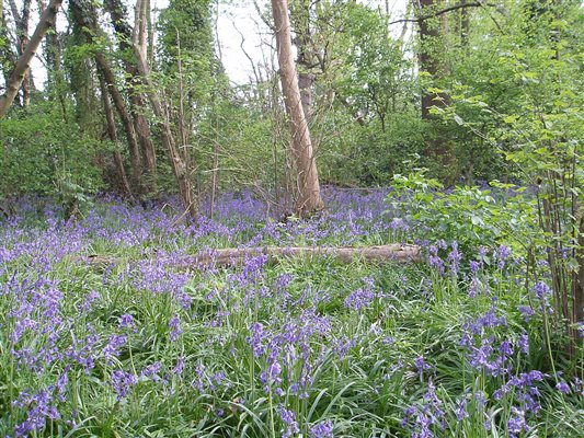 Bluebell woods in April
