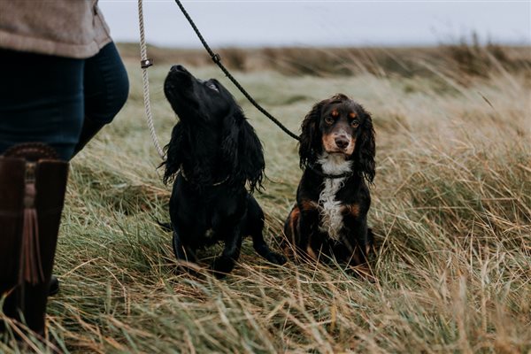 Dog friendly cottages