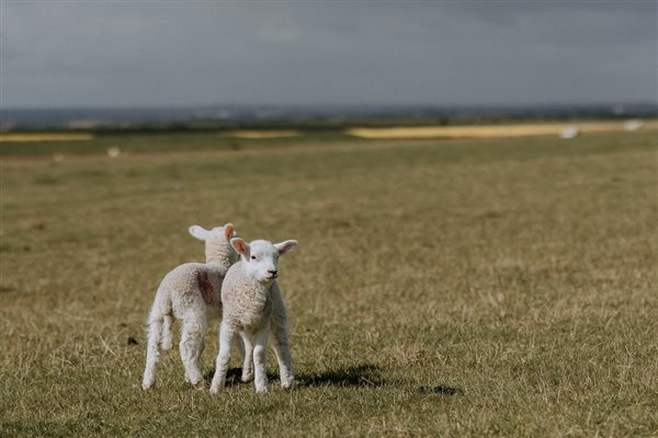 Kent wildlife