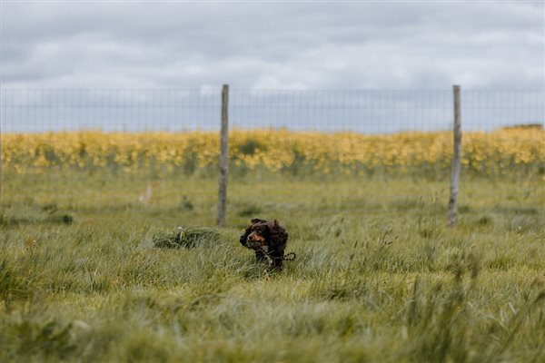 Dog exercise field in Kent