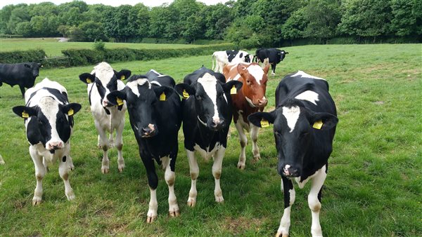 Farm cows.