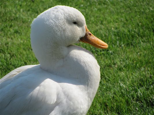 Farm duck - drake.