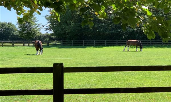 Shire horses 