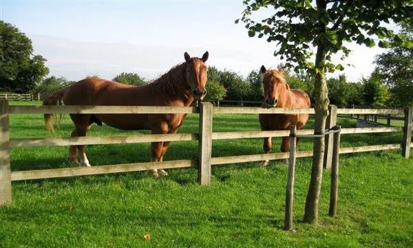 Suffolk horses