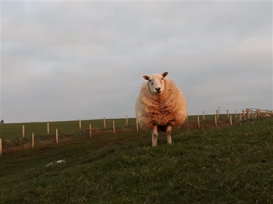 meet me at Llwyn Beuno -llynholidays.wales