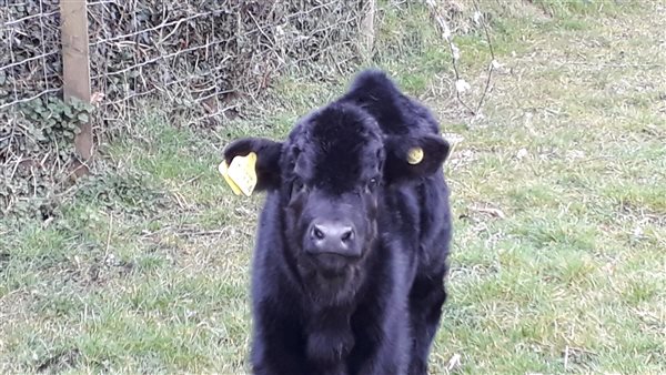 Pedigree Welsh Black Calf born last week at Llwyn Beuno Holiday Cottage llynholidays.wales