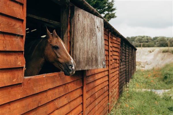 Horse at riding centre