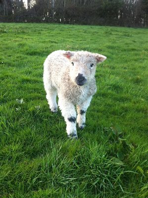 Lamb Lambing