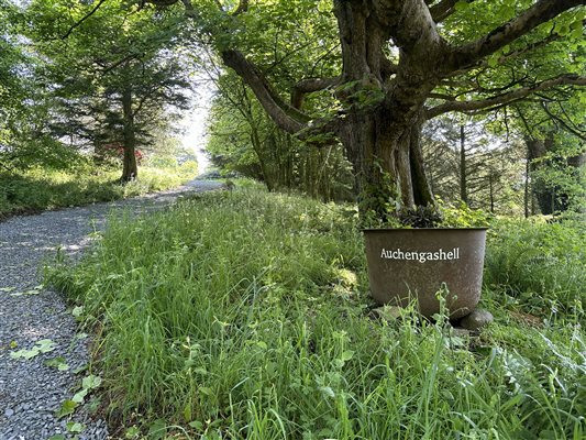 Private entrance to Auchengashell through woodland