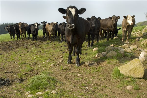 Inquisitive cows