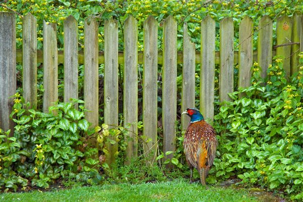 Pheasants live here