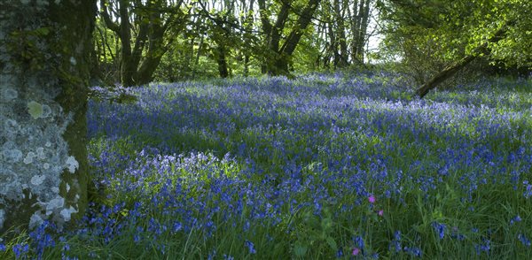 Bluebell woodland