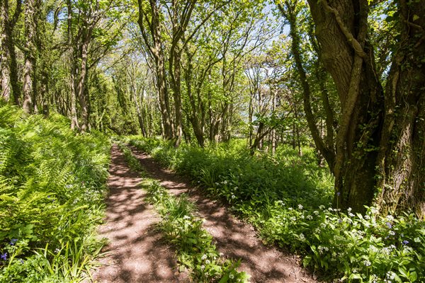 Woodland path to the shore