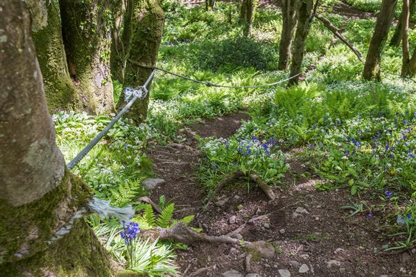 Woodland path with rope for the adventurous