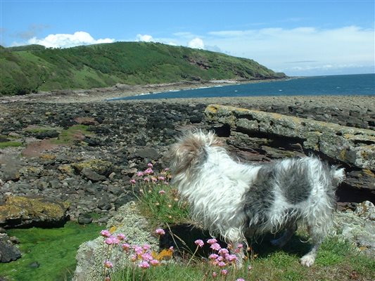 Small dog making the most of Orroland freedom