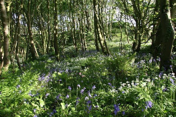 Beautiful woodland walk with bluebells