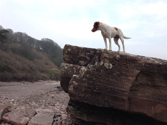 Dog enjoying Orroland shore