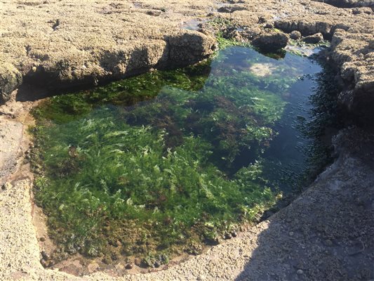 Rockpools galore on the shore