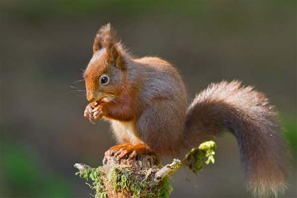 Orroland is home to many red squirrels