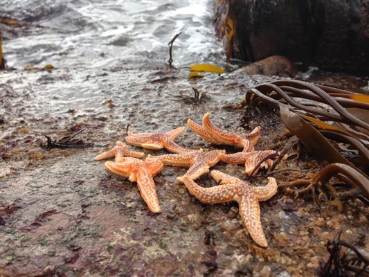 Lots of star fish at low tide