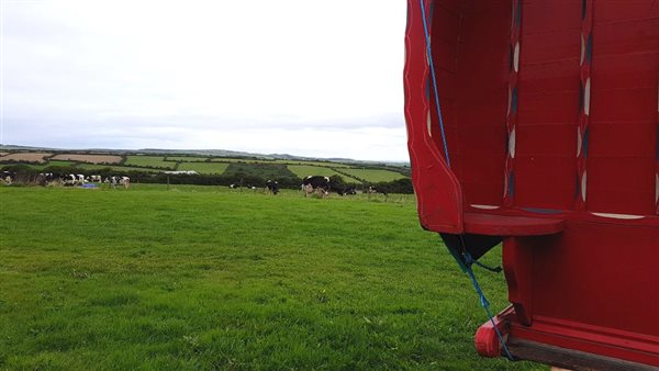 gypsy wagon cows