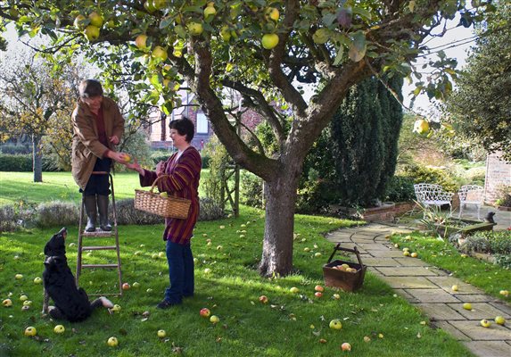 Apple Picking
