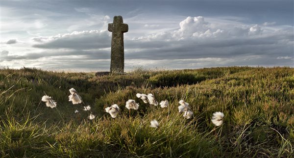 old ralphs-cross-bog-cotton