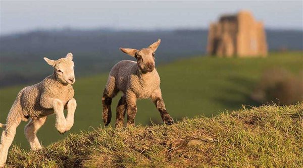 Lambs at St Catherines Chapel