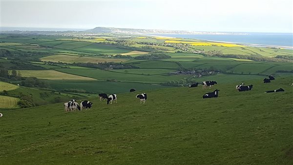 A cows eye view of Weymouth and Portland