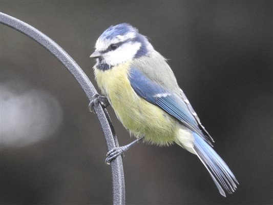 Blue Tit, Bairnkine, Jedburgh