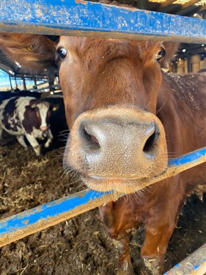 Cattle, Bairnkine, Jedburgh