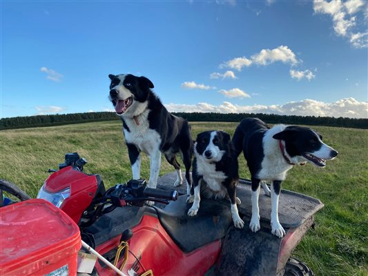 Dog Team, Bairnkine, Jedburgh